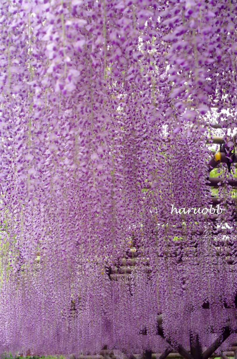 haruobb＠Photos tweet media