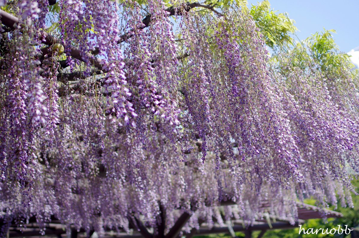 haruobb＠Photos tweet media