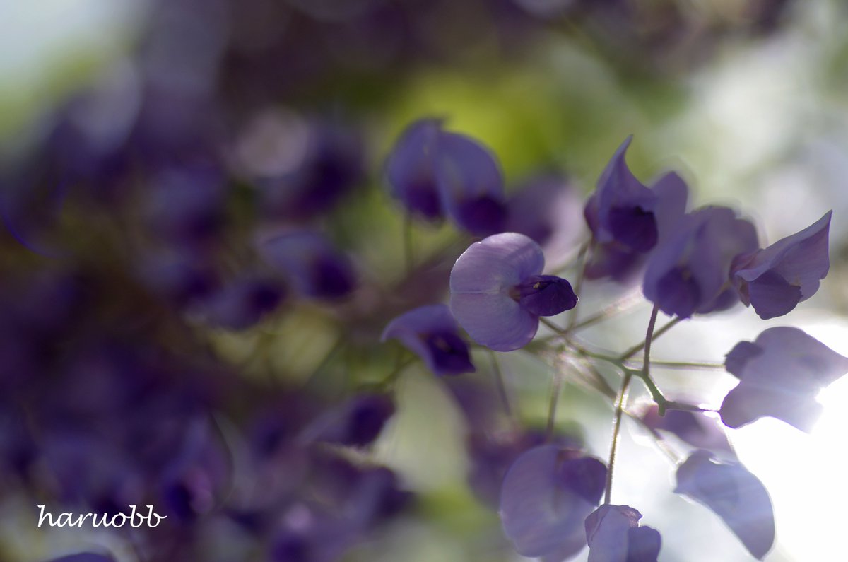 haruobb＠Photos tweet media