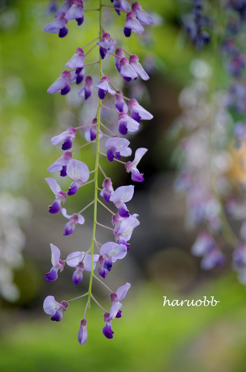 haruobb＠Photos tweet media