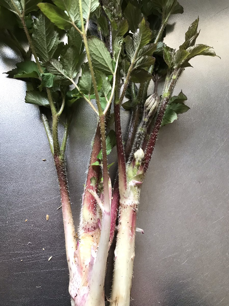 しんこ tweet media