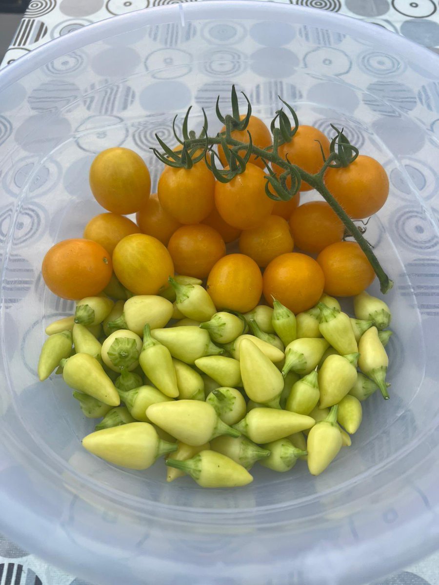 Ertugrul Cüre tweet media