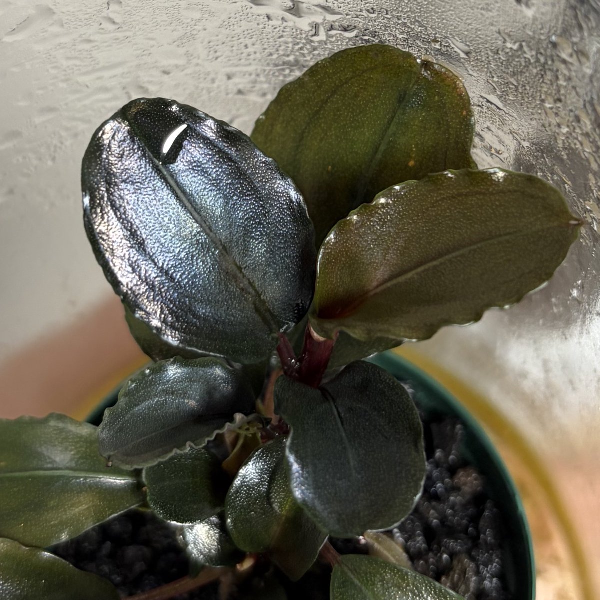 キュー tweet media