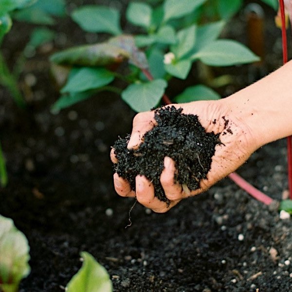 Moongazer tweet media