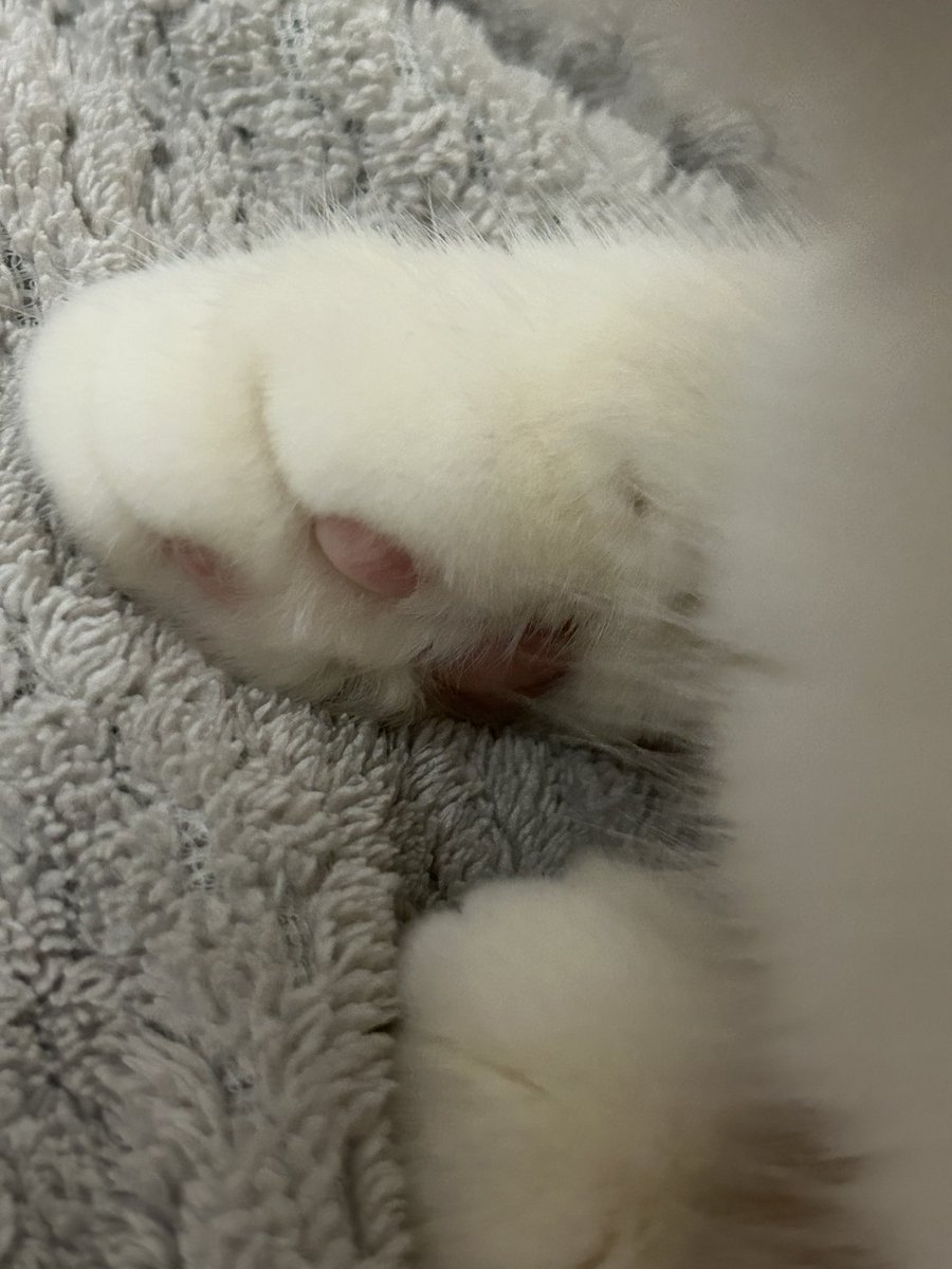 miko•ᴗ•✿みこ tweet media