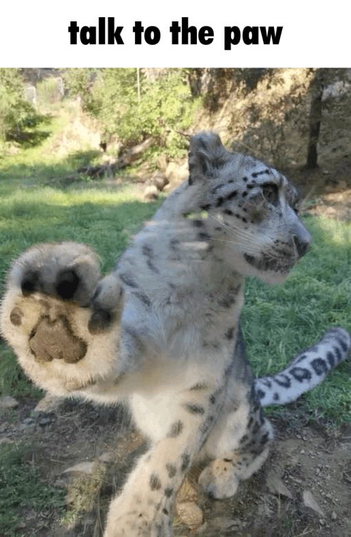 IM_CATBUG tweet media