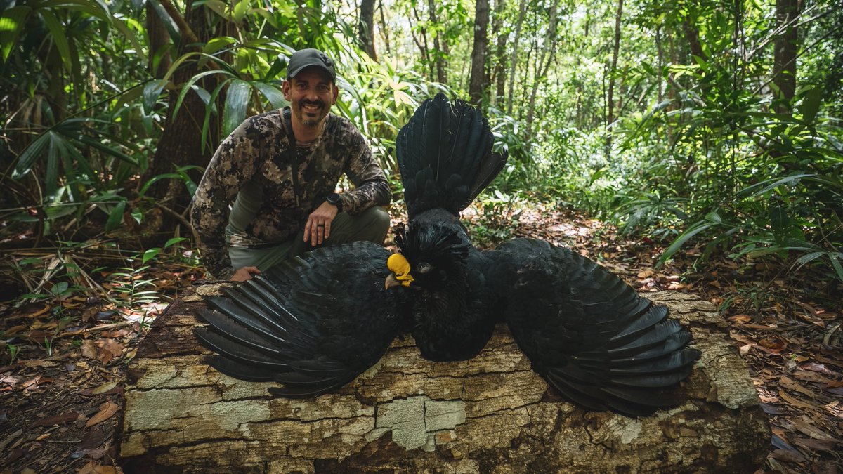 markvpeterson's tweet photo. CURASSOW | Walked out from camp chasing jungle birds. After hearing a male Curassow ahead, we slowly closed the distance. He finally sat in a tree within range — one shot and the he was down. You never know what you’ll find in the jungle. https://t.co/2kuoYbIIua
