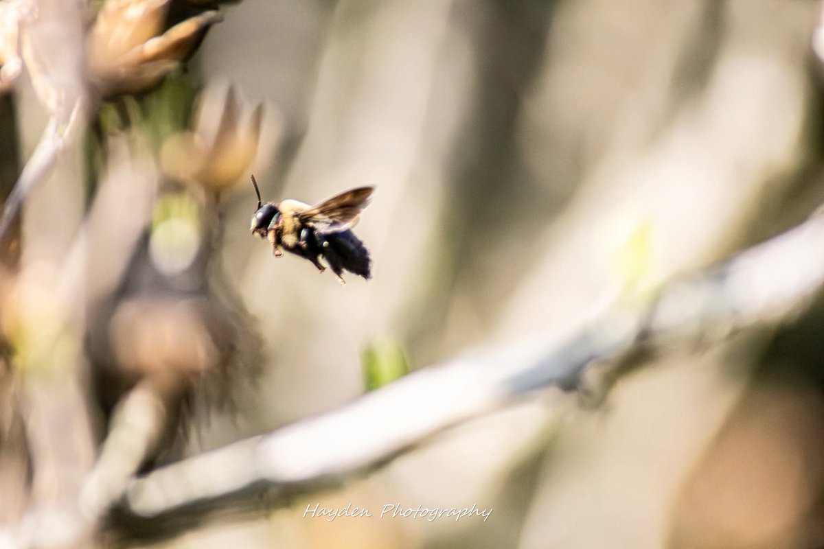 Hayden Photography tweet media