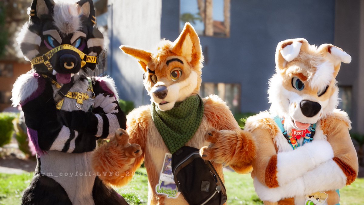 Storm_Coyfolf's tweet photo. The 3 doges https://t.co/1BgOI9x7Nj