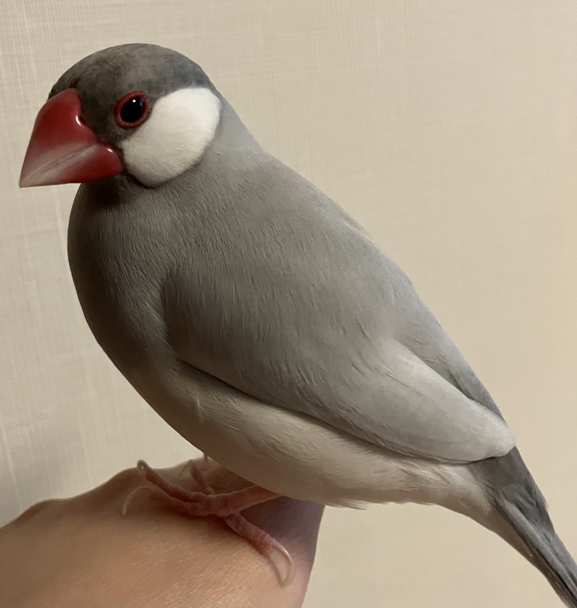 Elle(エル) @文鳥飼い tweet media