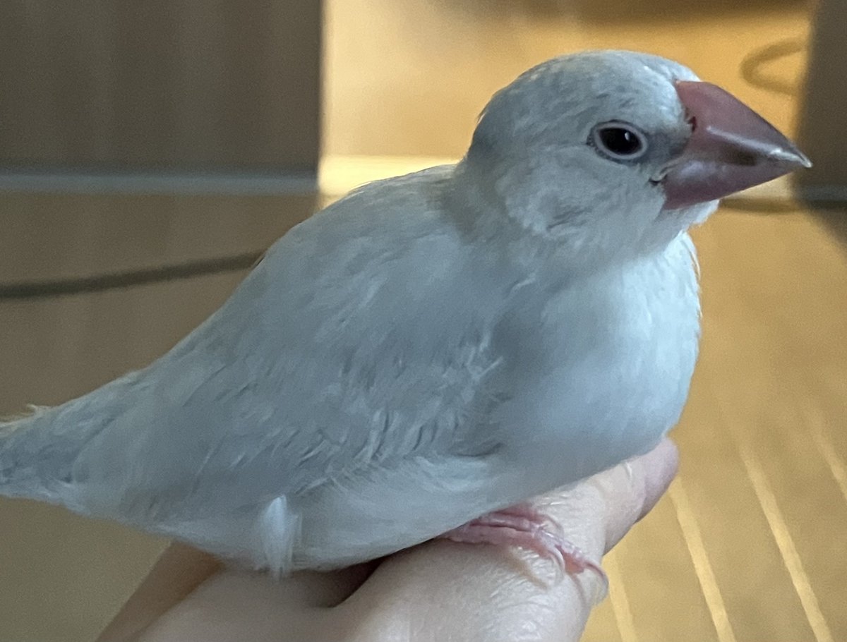 Elle(エル) @文鳥飼い tweet media