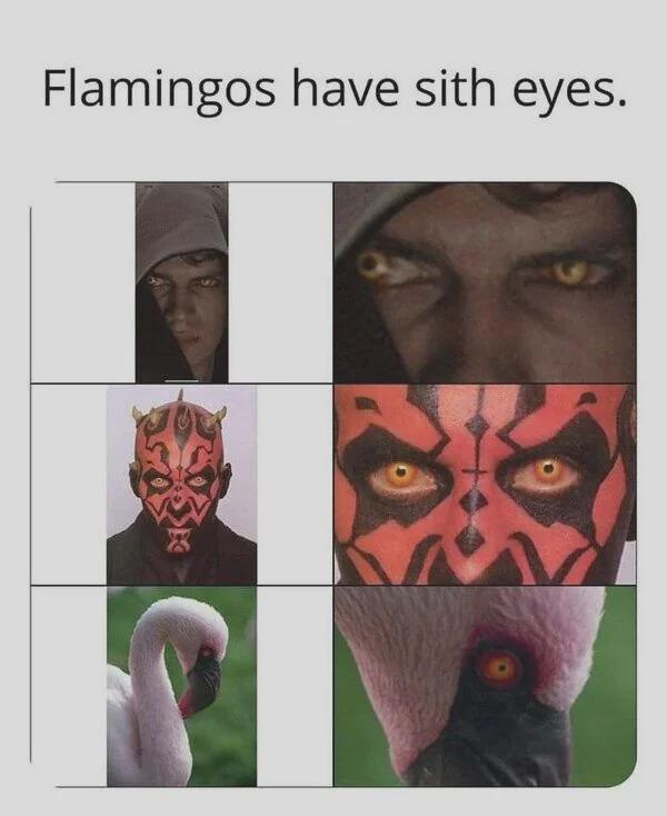SWMemes tweet picture