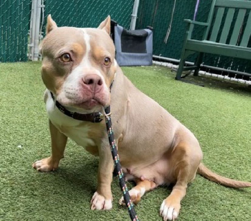 Quinnqueens's tweet image. Miranda #250710
#ManhattanACC 5 yr F
Listed TBK 4/11 #RescueOnly
Found tied 2 staircase in building, person came around corner, startled her &amp;amp; Miranda nipped. Is overweight, has CIRDC, she needs love &amp;amp; TLC. #Foster in NEast DM @CathyPolicky
#Pledge4Rescue
nycacc.app/browse/250710