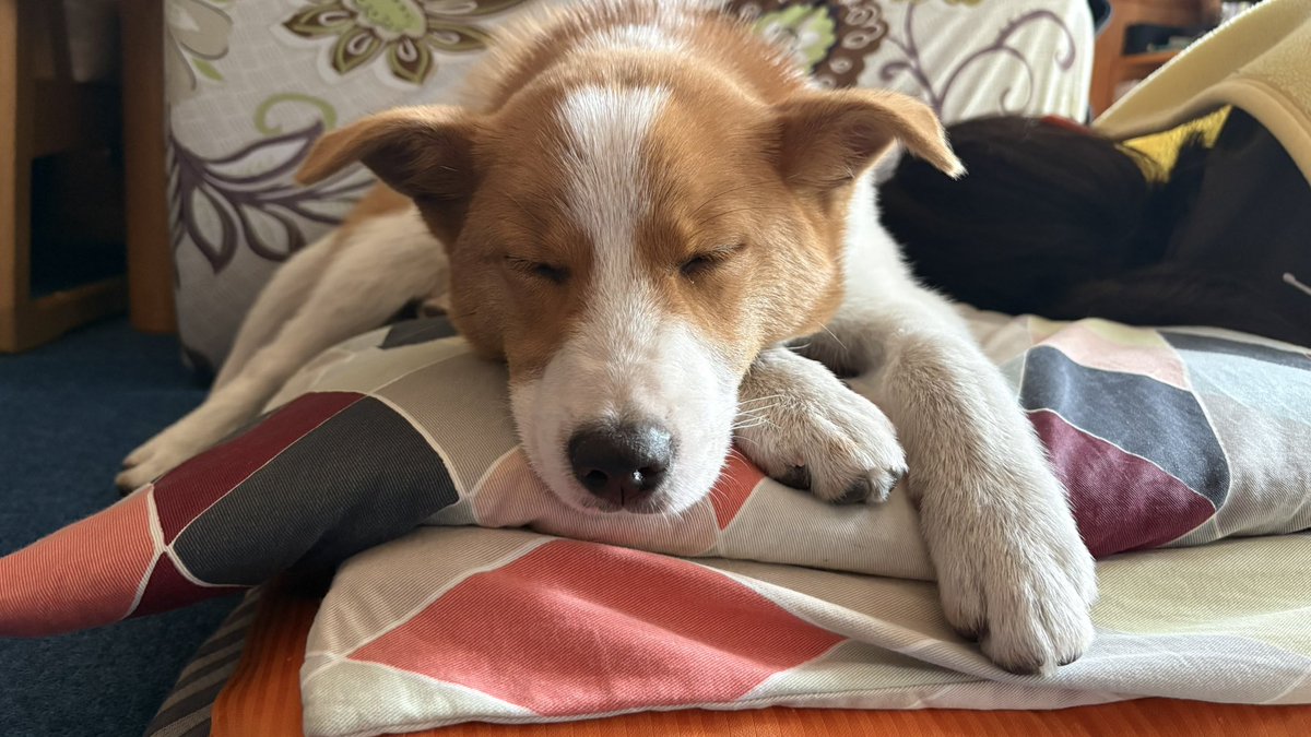 なずな🐶 tweet media