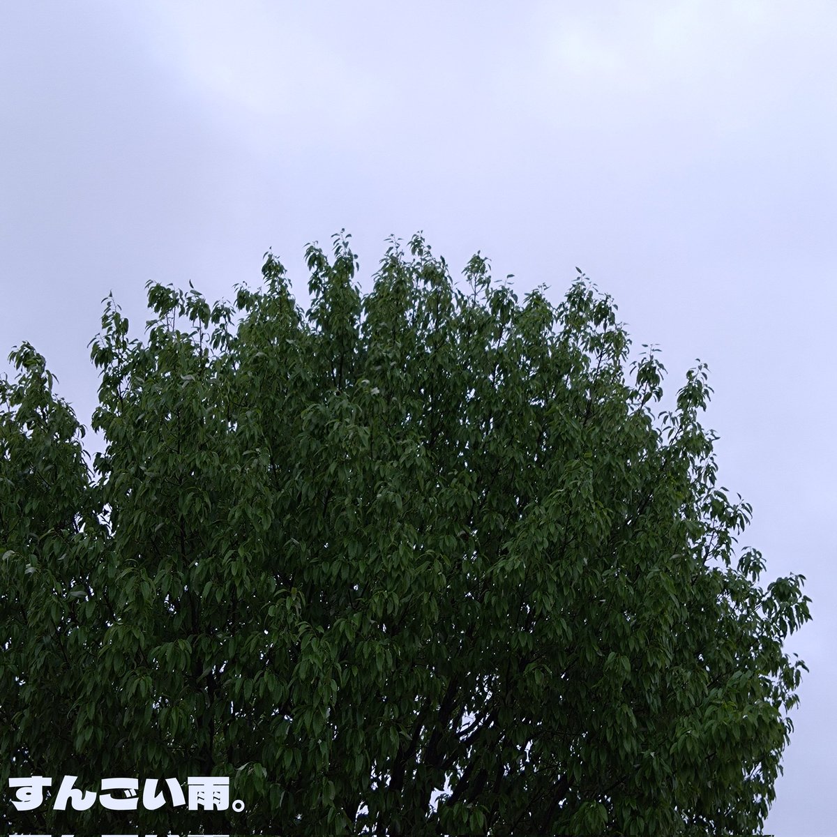 𝕄 𝕒 𝕦 ФωФ tweet media