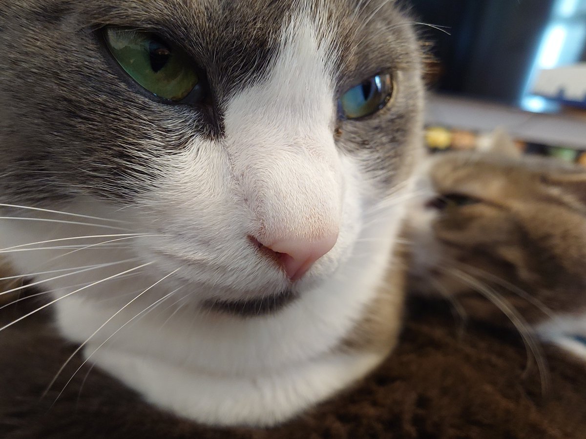 新世界の「かみ」@ねこ2 tweet media