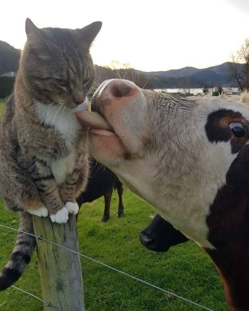 Punch Cat tweet media