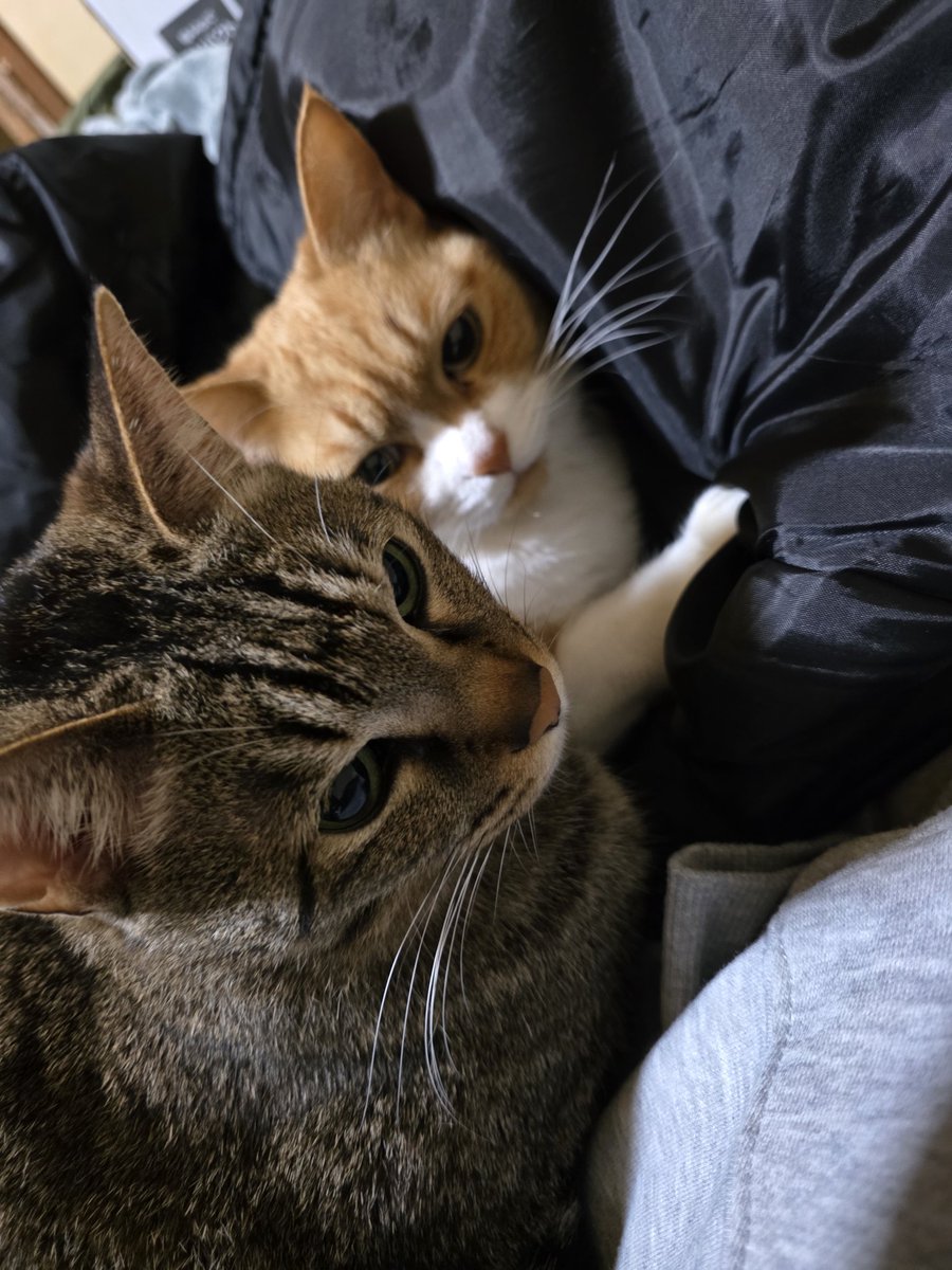 アナちょ@ゲーム tweet media