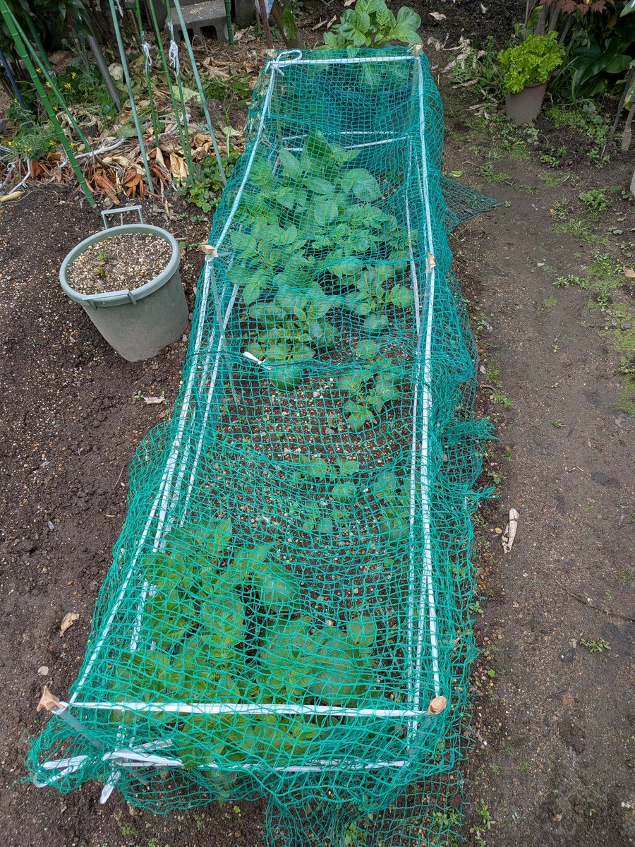 ナイス　シルバー tweet media