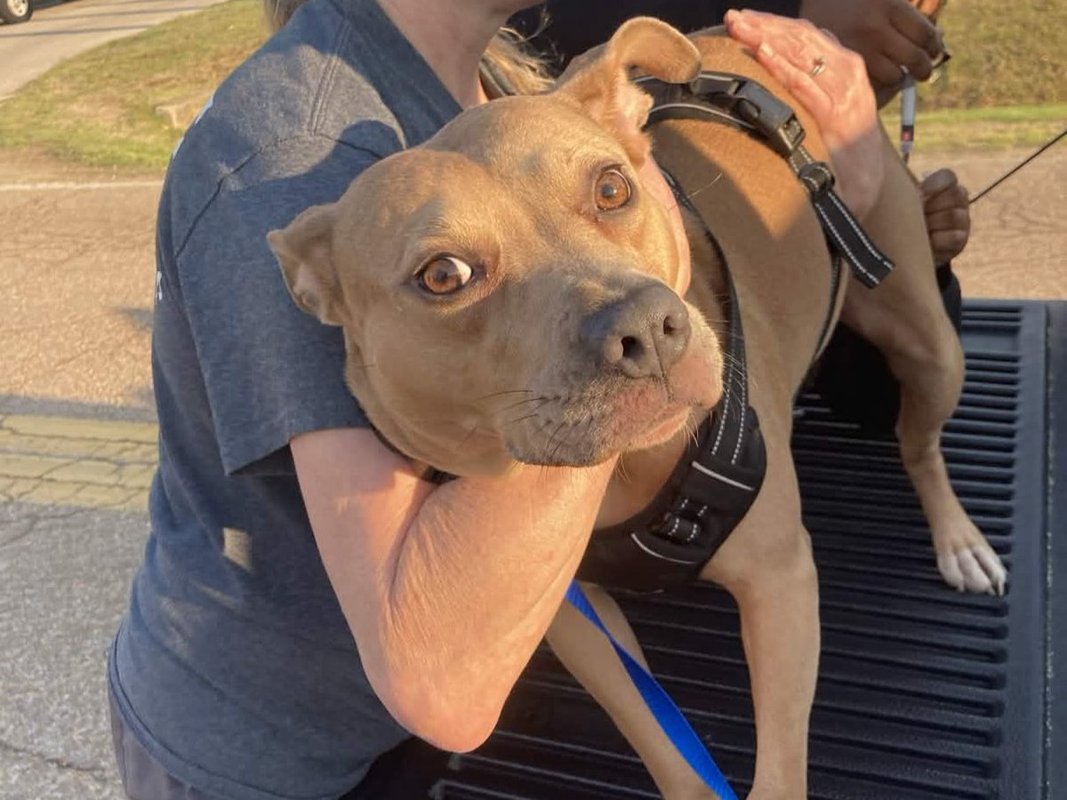 Memphis Humane Society tweet media