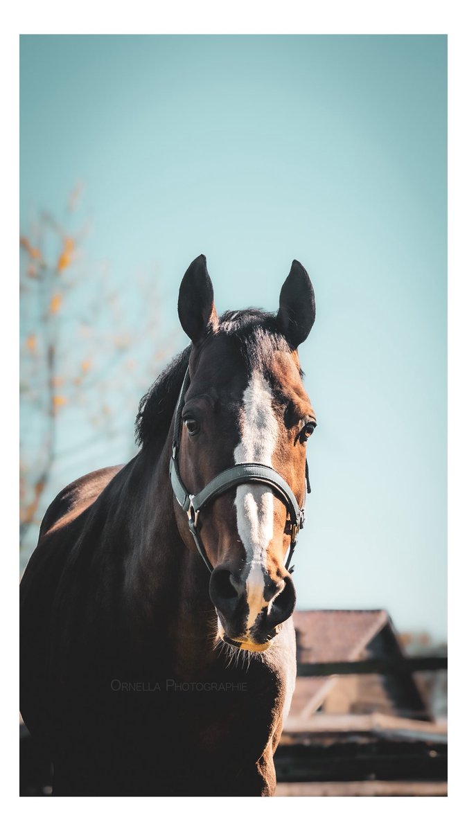 🥀Ornella🥀 Niall tweet media