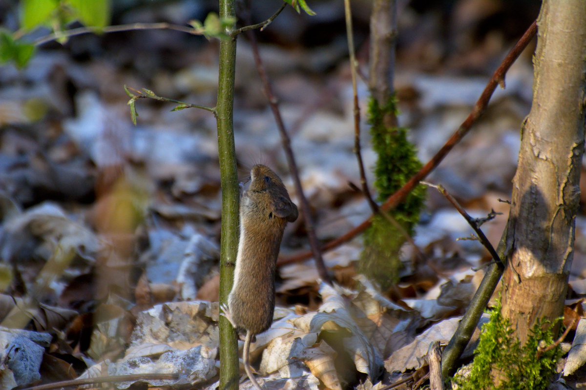 Rundmaus tweet media