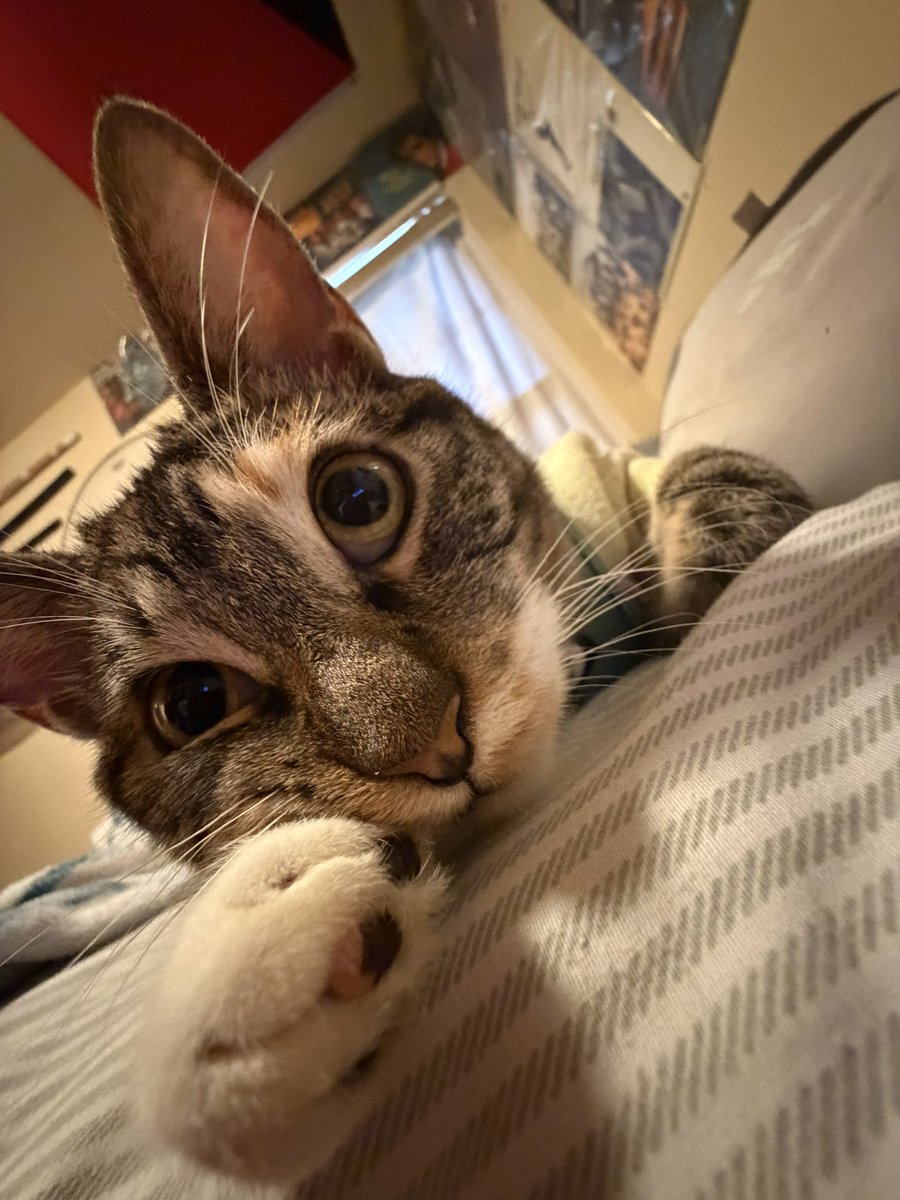 brooklynncd's tweet photo. 🐱 https://t.co/ULeEhT4jJi