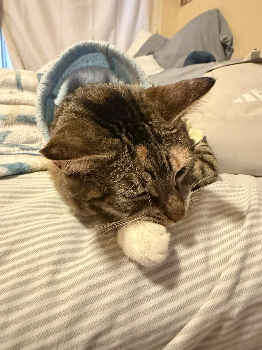 brooklynncd's tweet photo. 🐱 https://t.co/ULeEhT4jJi