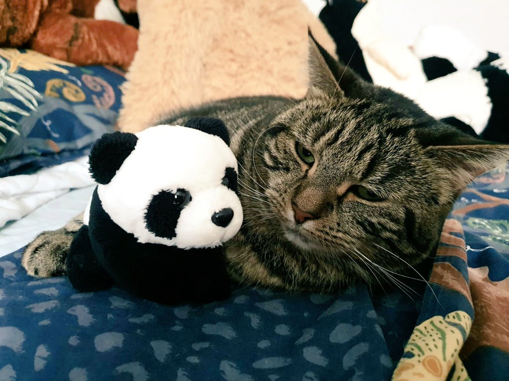LolaLegged's tweet image. Cuddle time on #throwbackthursday 🐼