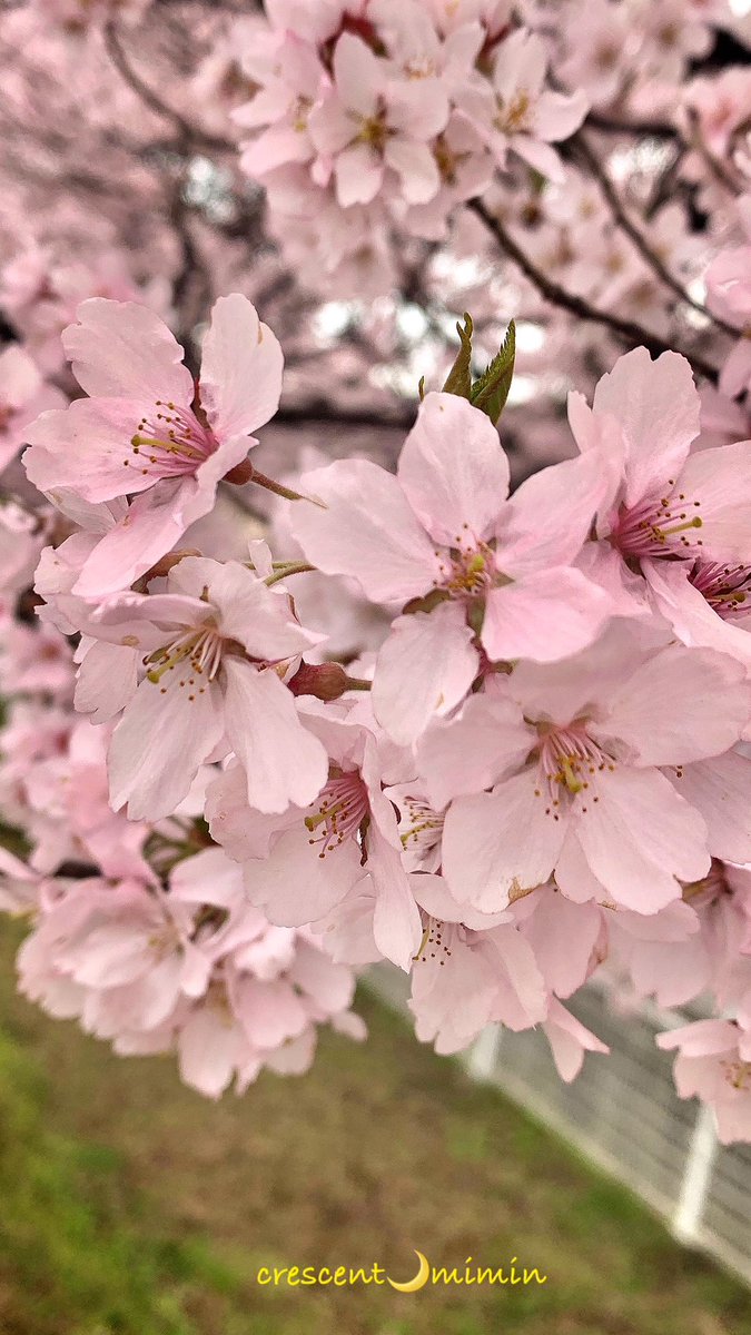 み みん tweet media