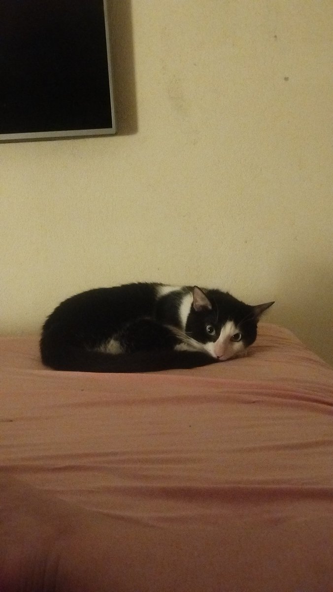 psicanalista histérica tweet media