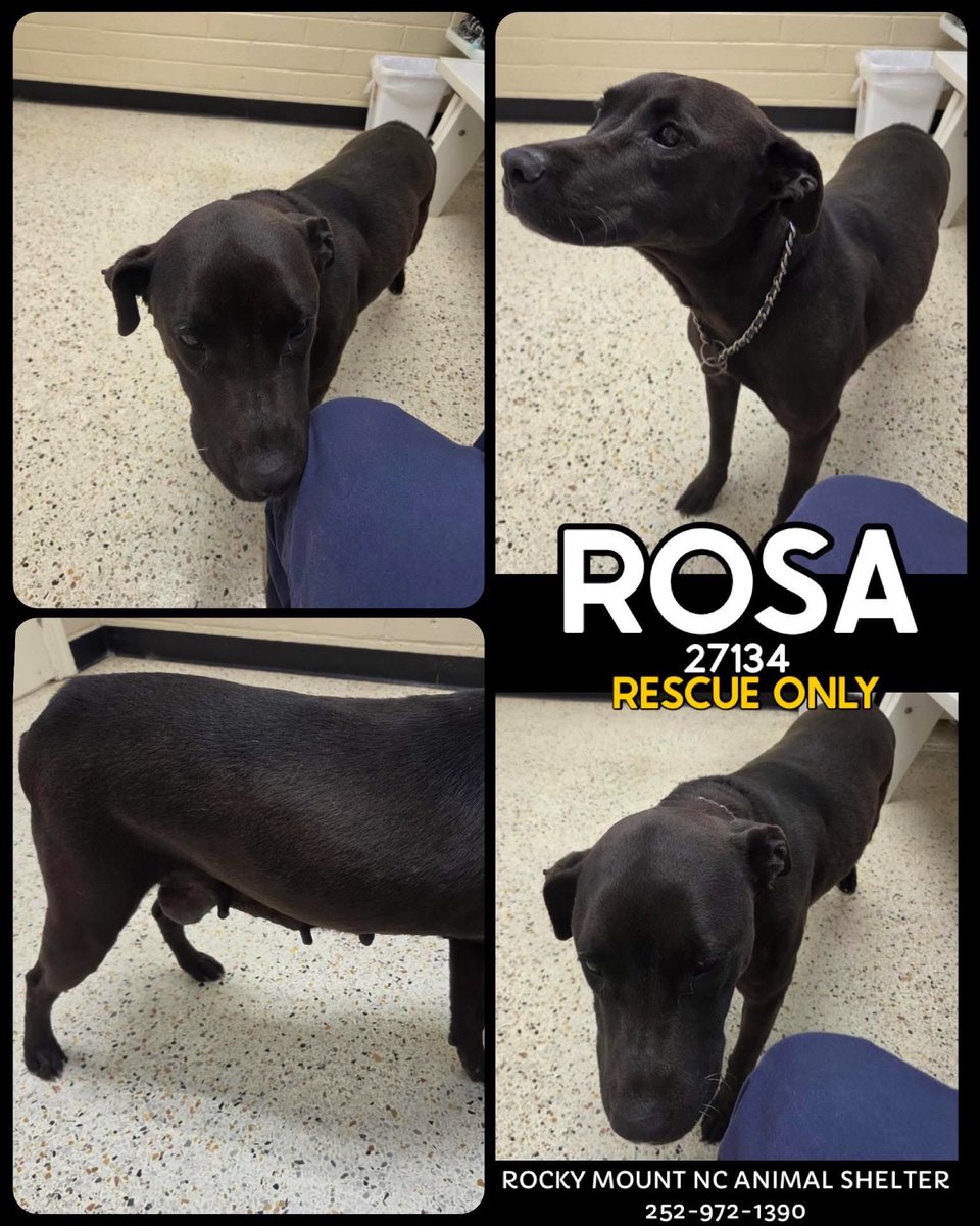 Amber, Belle & Kingston 🐾 tweet media