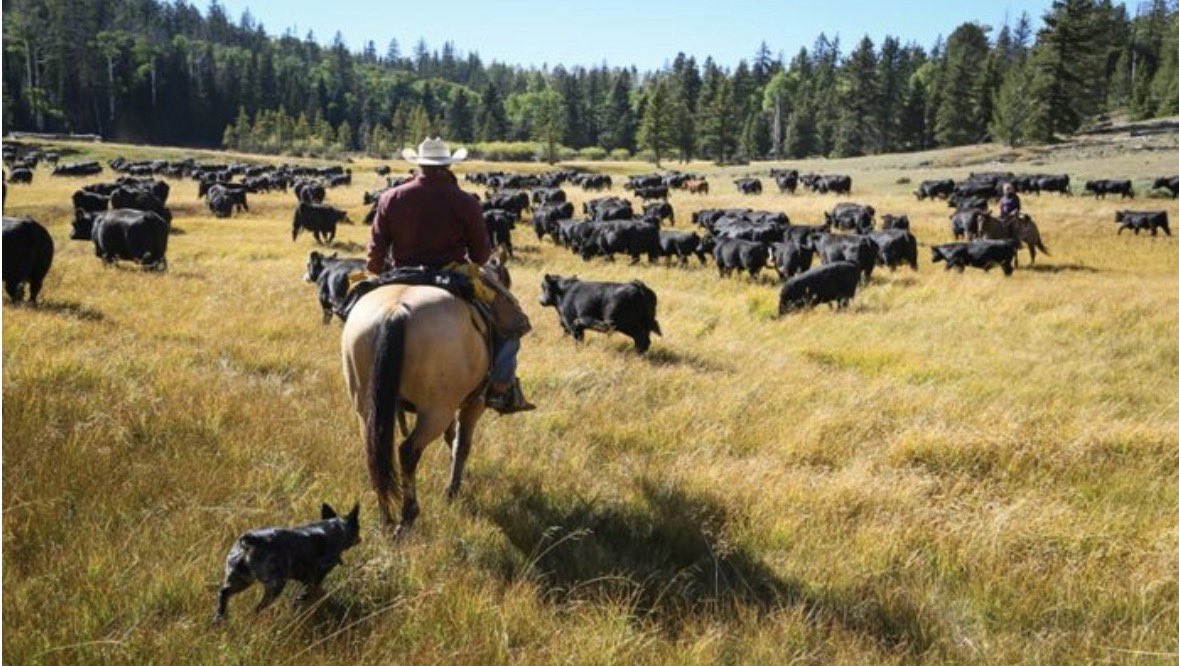 Just Phil Lyman tweet media