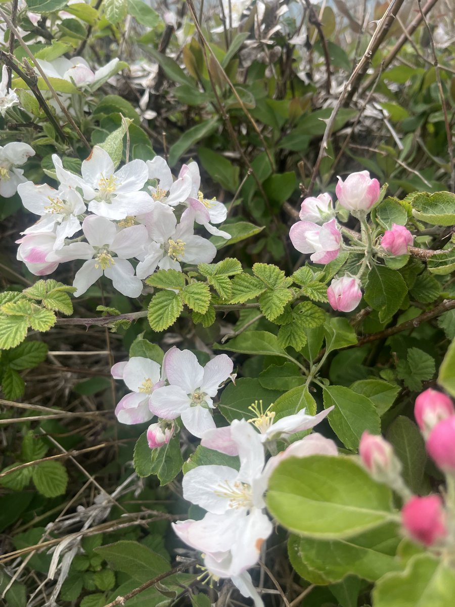 Ian Tattum tweet media