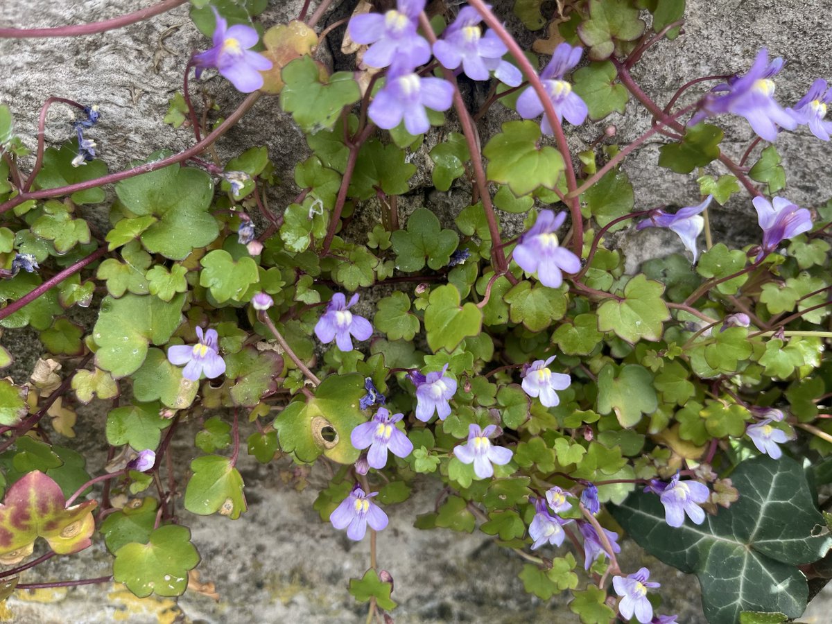 Ian Tattum tweet media