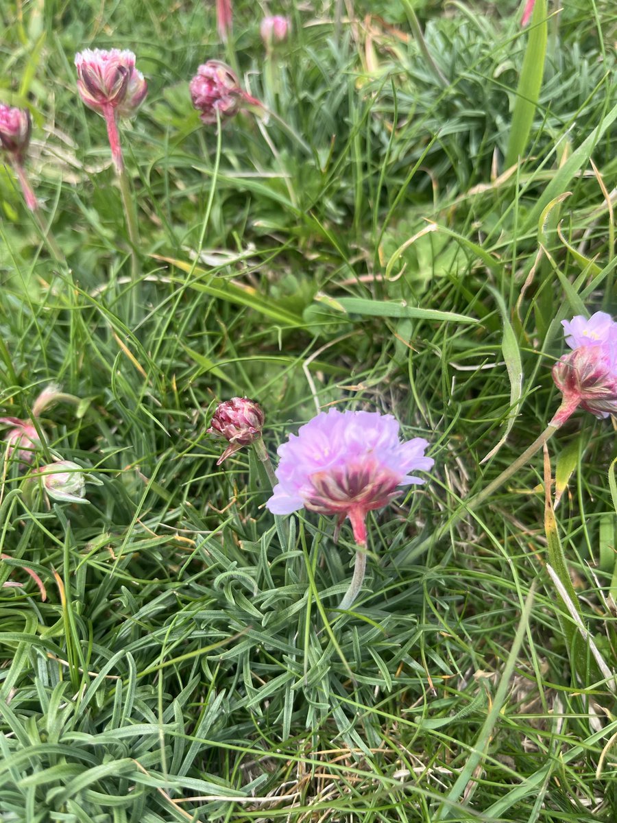 Ian Tattum tweet media