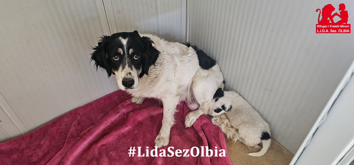 Lida sez. Olbia ODV tweet media