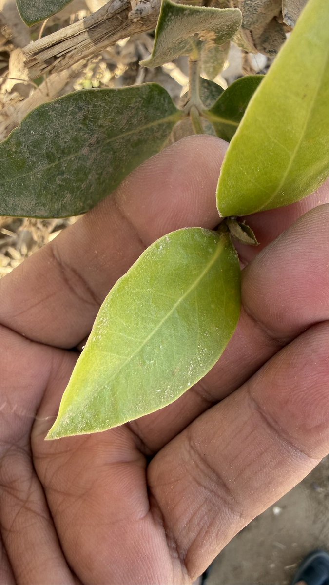 مروان الجهني tweet media