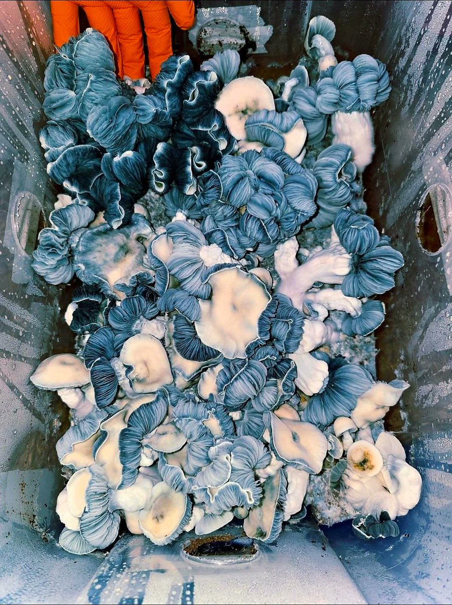 🚨 BREAKING: Psilocybin extends the life span of human cells by 50%, according to recent studies.

A newly isolated psilocybin strain: 
Giant Toque x Albino Bluey Vuitton
Available at t.me/clientcen on TG or WhatsApp +17752403661.

Que nome você daria?

#fypシ゚viral