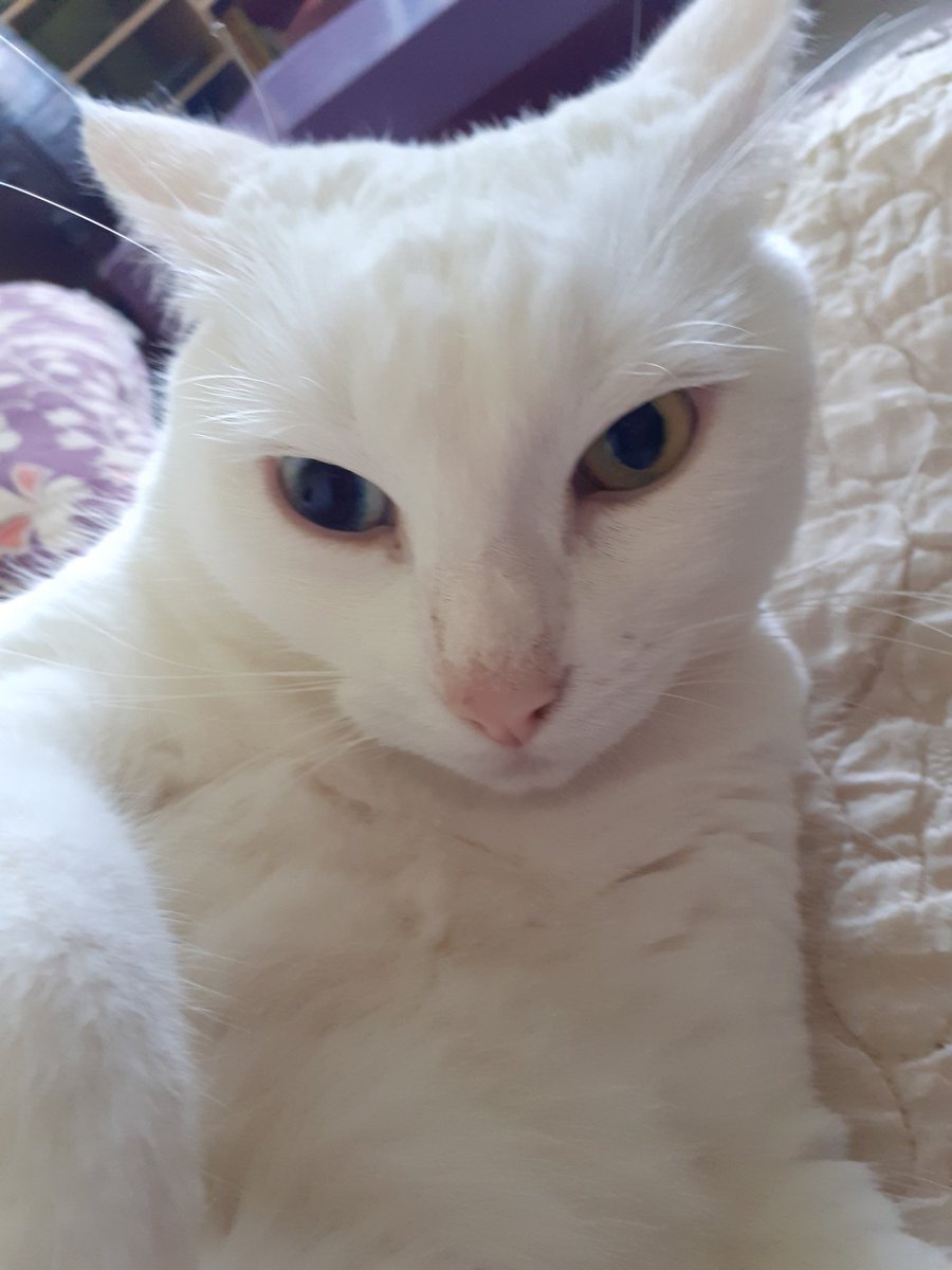 Daft ワラス tweet media