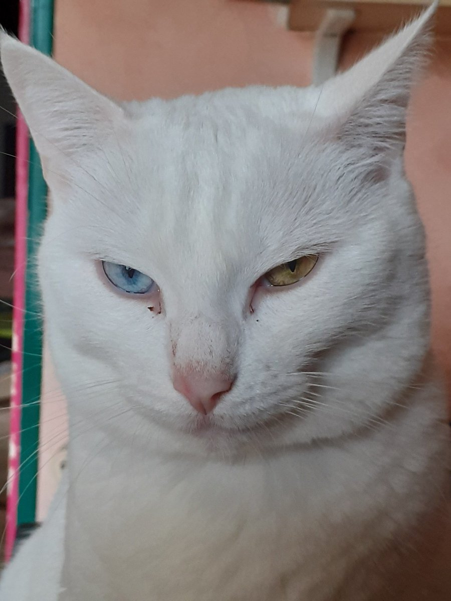 Daft ワラス tweet media