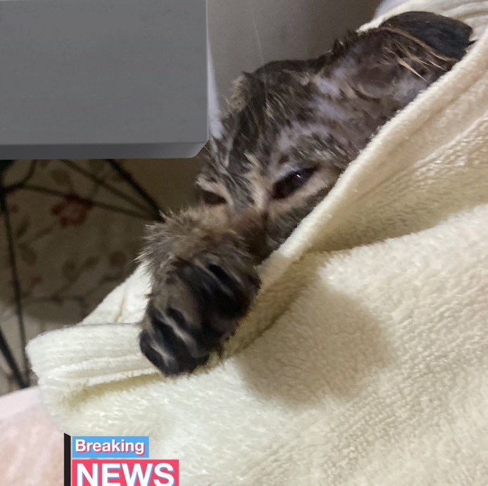 yetkili kişi tweet media