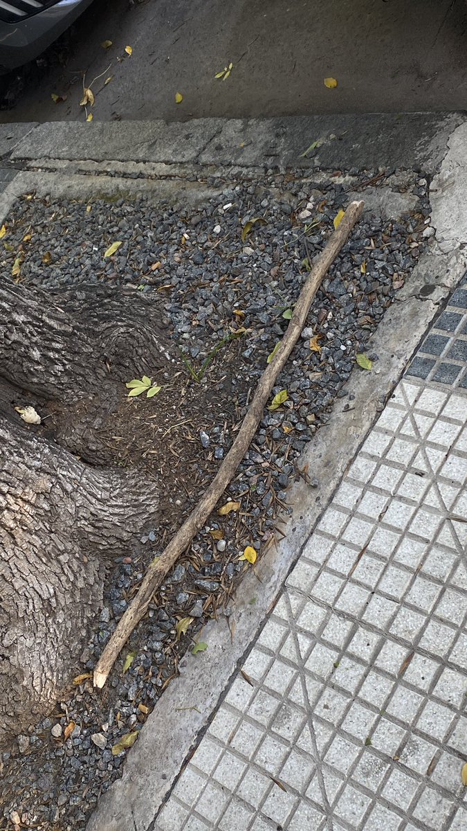 Galle 🍪 tweet media