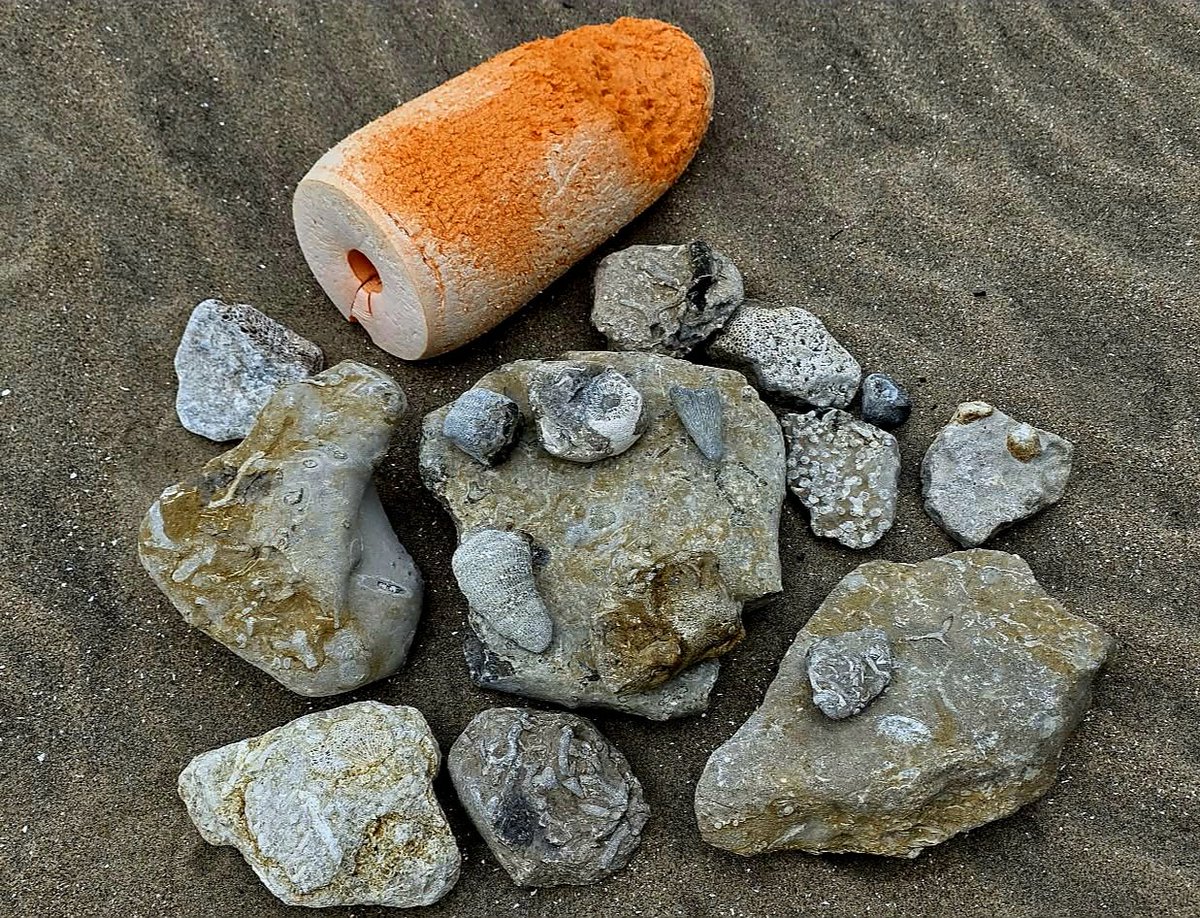 Today's beach finds. Lots of fossils and a bouy!