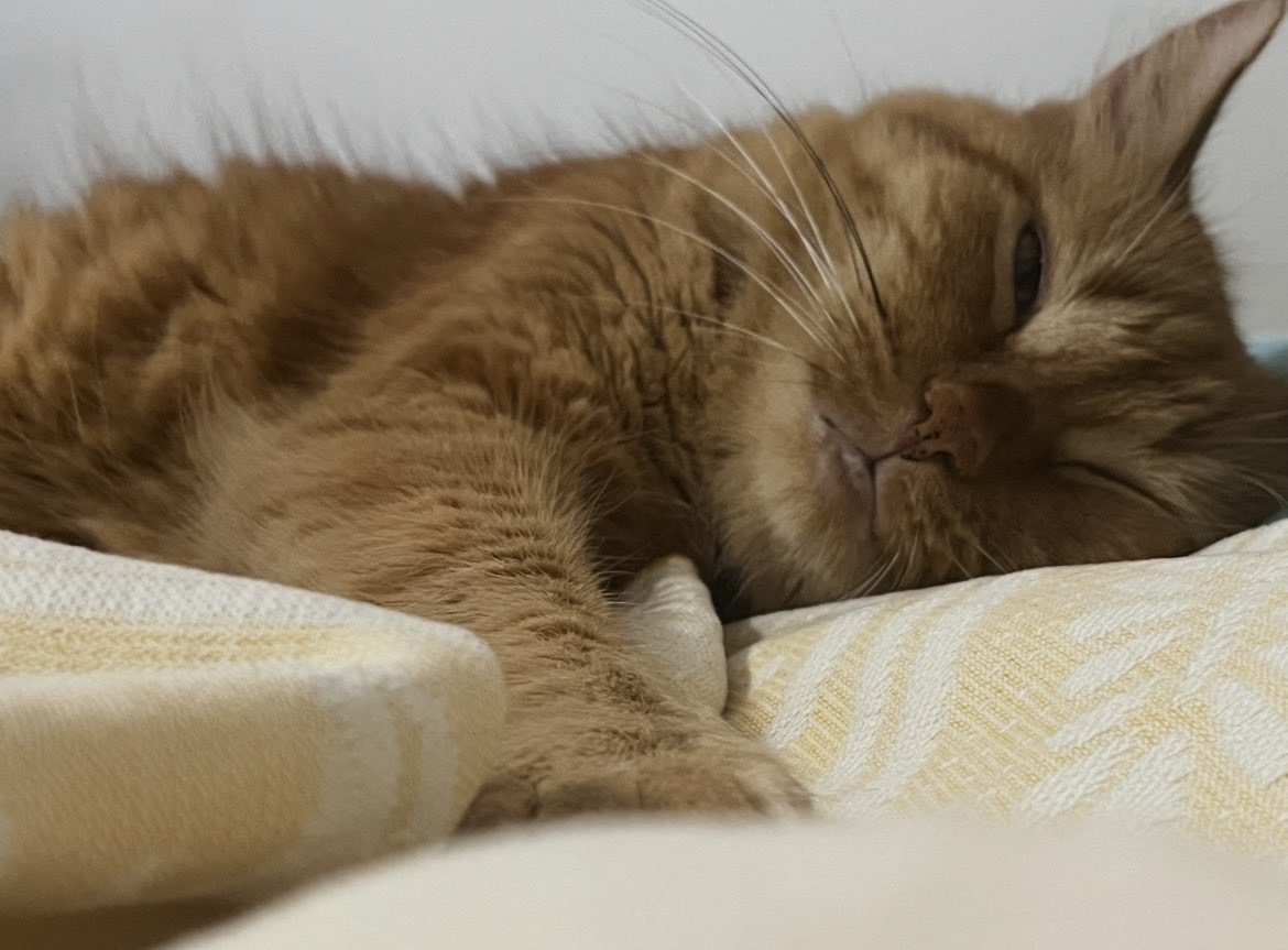 La Soeiríssima✨ tweet media