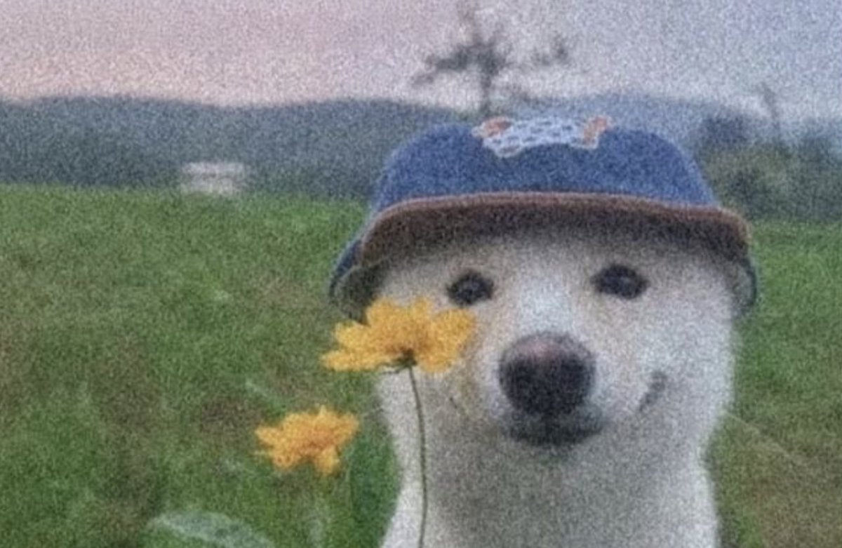 Project Kai tweet media