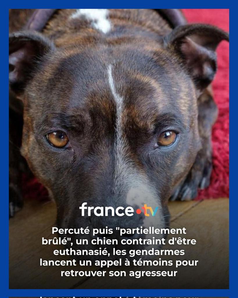 Adea Claude tweet media