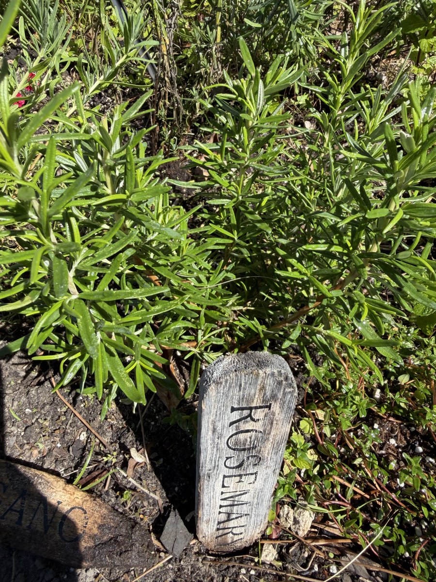 Darla Shine 👑 tweet media