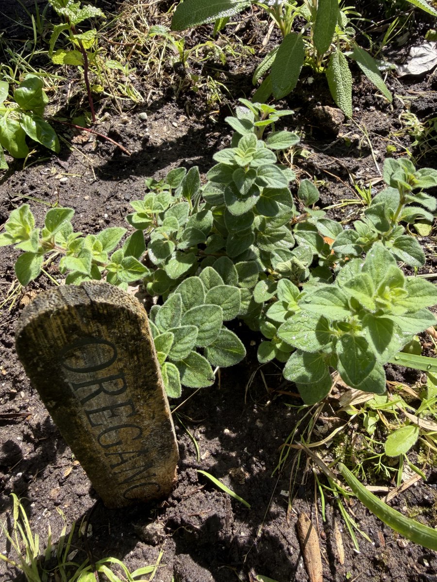 Darla Shine 👑 tweet media