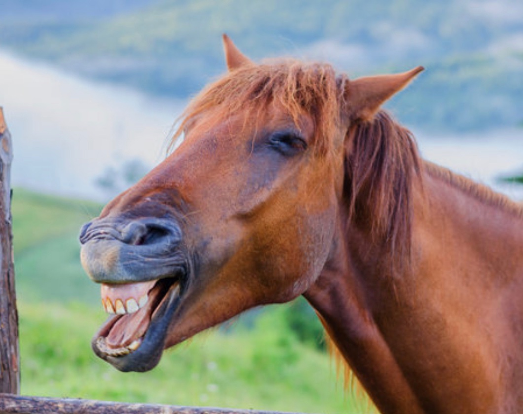 Jim Hawk tweet media